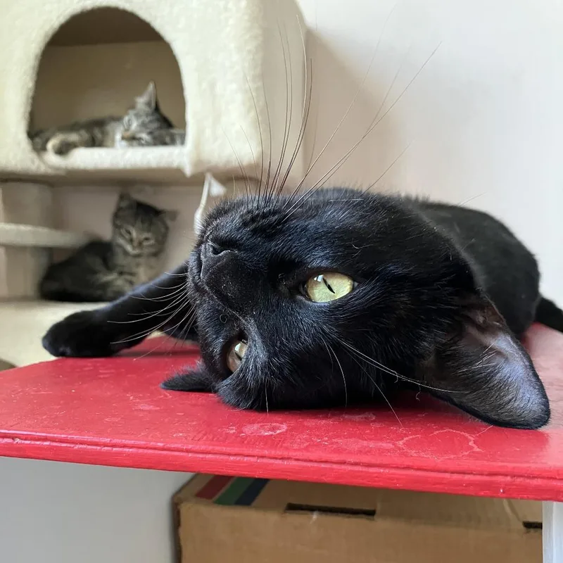 An adult large-sized female Black Domestic Short Hair cat named Dolly Mama for adoption in Salisbury, MA