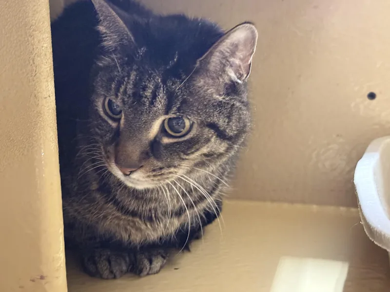 A senior medium-sized male Tabby (Brown / Chocolate) Domestic Short Hair cat named Waldo for adoption in Worcester, MA