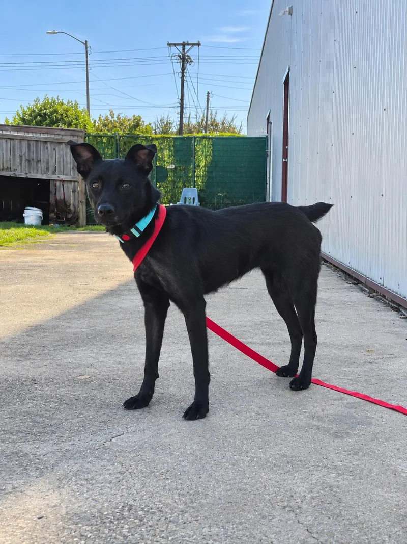 An adult medium-sized female Labrador Retriever dog named Bella for adoption in Lexington, KY