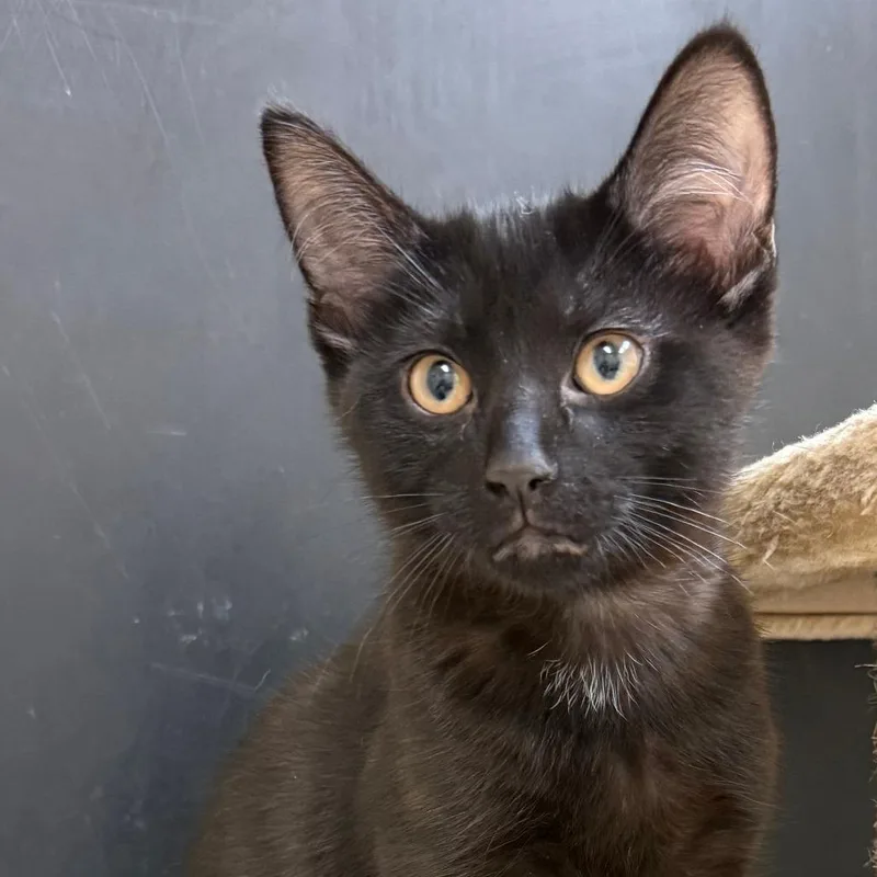 A baby small-sized female Black Domestic Short Hair cat named Felicia for adoption in Naperville, IL