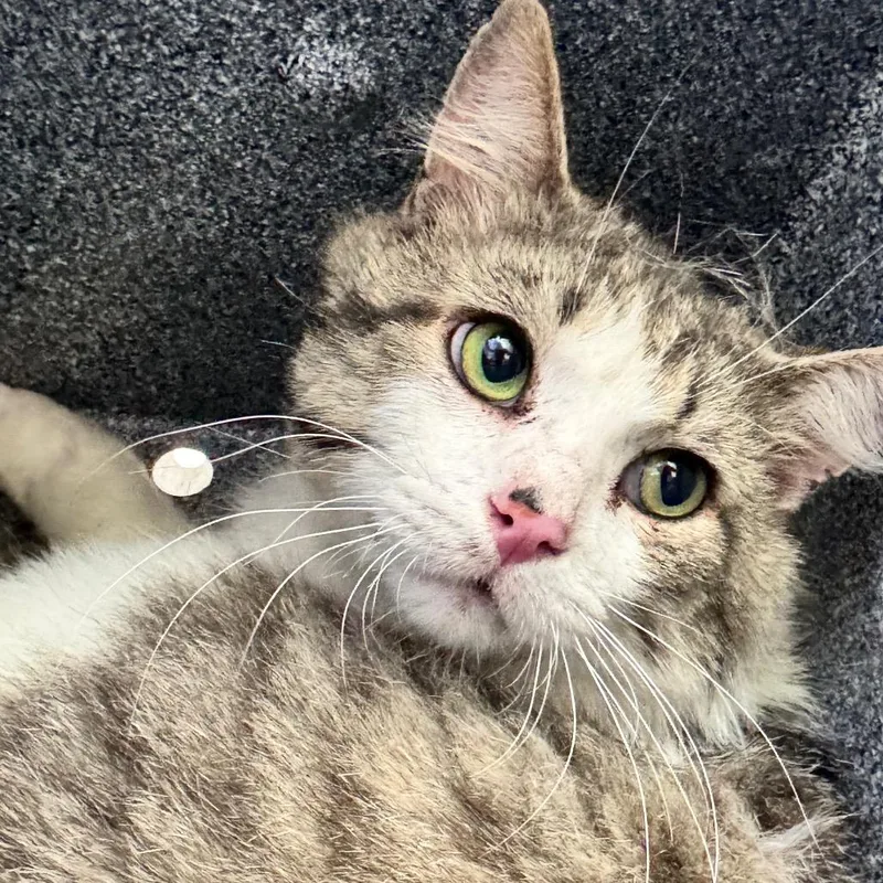 An adult large-sized male Black & White / Tuxedo Domestic Long Hair cat named Ottawa for adoption in Birmingham, AL