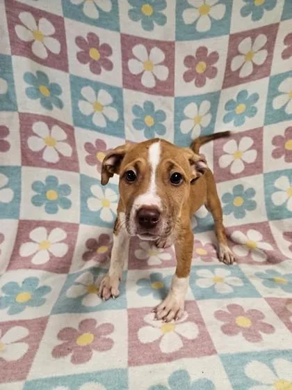 A baby small-sized female Mixed Breed dog named Bessy for adoption in West Chester, PA