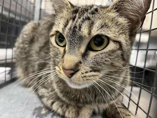 An adult medium-sized female Domestic Short Hair cat named Katana for adoption in Las Vegas, NV