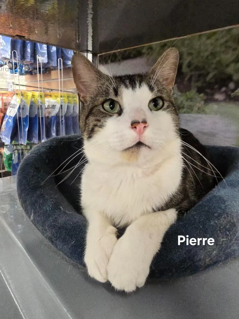 An adult medium-sized male Tabby (Brown / Chocolate) Domestic Short Hair cat named Pierre for adoption in New York, NY