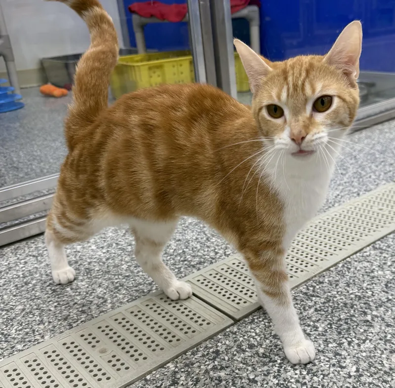 An adult medium-sized female Tabby (Orange / Red) Domestic Short Hair cat named Maple for adoption in Dunkirk, NY
