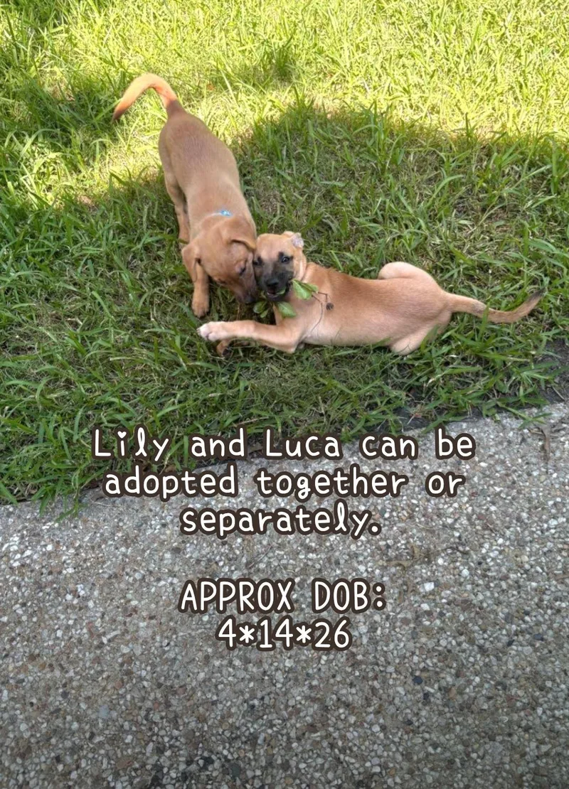 A baby medium-sized male Australian Shepherd dog named Luca for adoption in Plano, TX