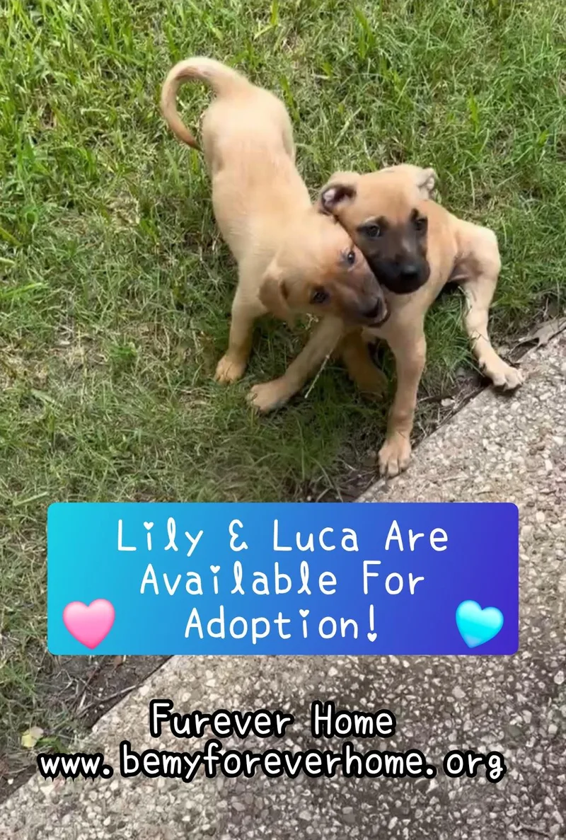 Luca thumbnail 3