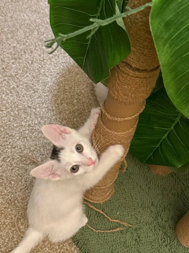 A baby small-sized male Domestic Short Hair cat named Tucson for adoption in Mission Viejo, CA