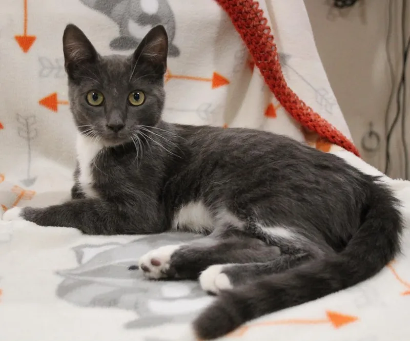 A baby medium-sized male Domestic Short Hair cat named River Rock for adoption in Vacaville, CA