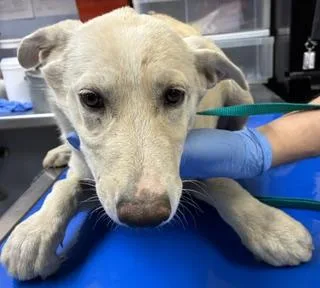 A baby large-sized female Dutch Shepherd dog named Patty Pat for adoption in Phoenix, AZ