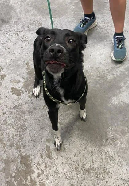An adult medium-sized female Border Collie dog named Royal for adoption in Bowling Green, KY