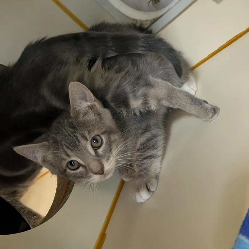 A baby small-sized male Gray / Blue / Silver Domestic Short Hair cat named Dusty for adoption in Fairport, NY