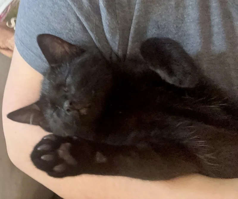 A baby large-sized male Black Domestic Short Hair cat named Frankie for adoption in Arnold, MO