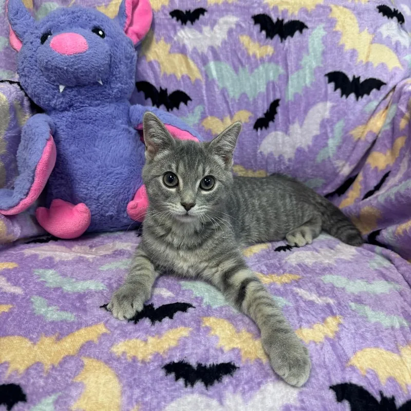 A baby small-sized female Domestic Short Hair cat named Willow for adoption in Kittanning, PA