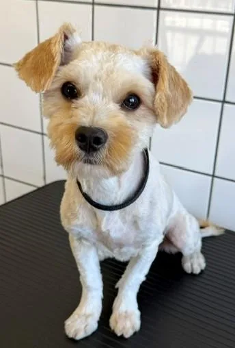 A young medium-sized female Terrier dog named Cali for adoption in Downey, CA