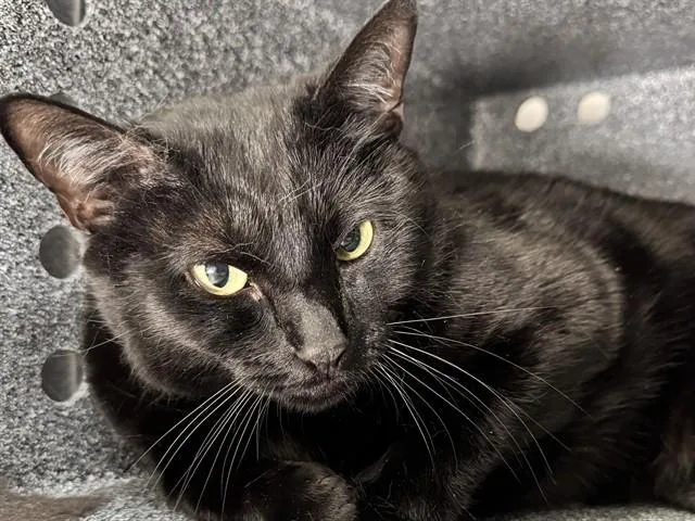 A young small-sized female Domestic Short Hair cat named Peyton for adoption in Pueblo, CO