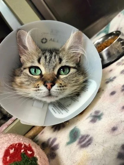 An adult small-sized female Domestic Medium Hair cat named Starling for adoption in Irving, TX