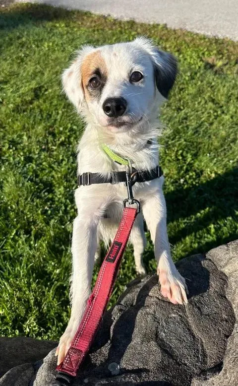 A young medium-sized male Spaniel dog named Luke Combs Meet me for adoption in Hartland, WI