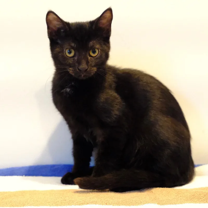 A baby medium-sized female Black Domestic Short Hair cat named Dutchess for adoption in Germansville, PA