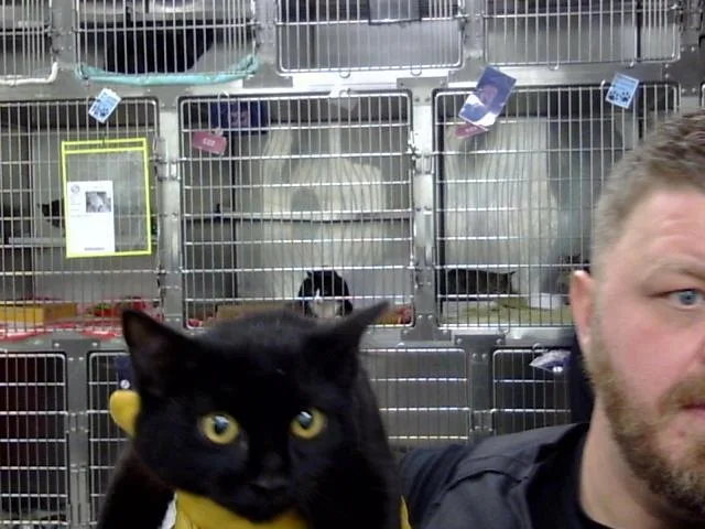 A young medium-sized female Domestic Long Hair cat named A for adoption in Pasadena, TX