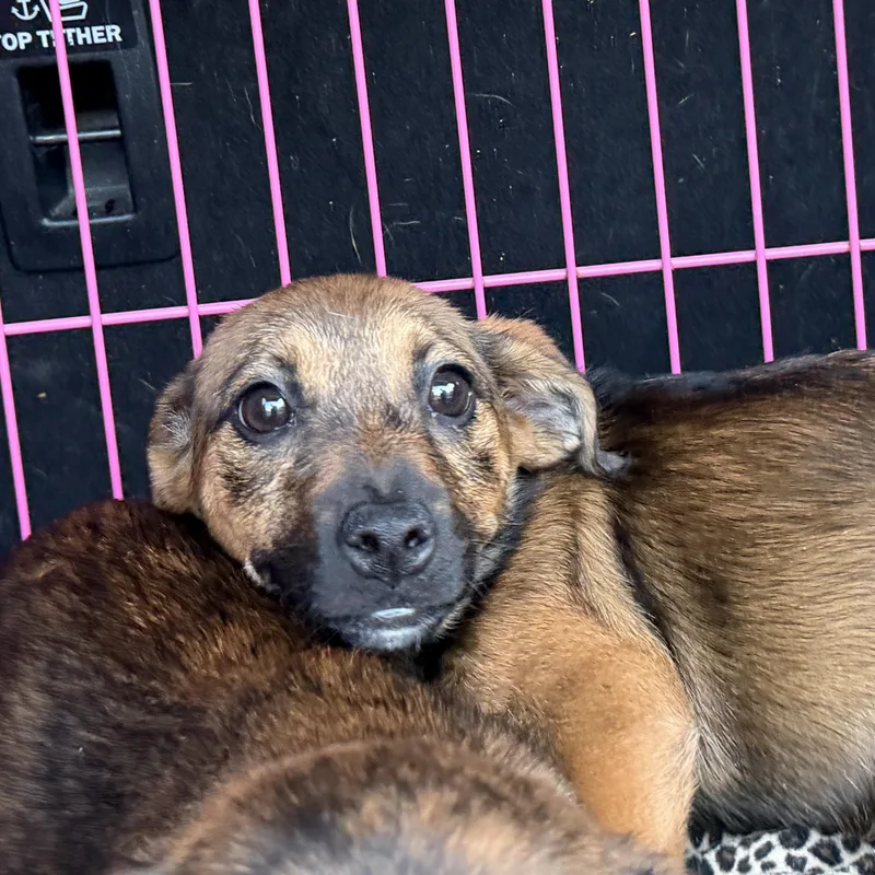 A baby small-sized female Bicolor Chihuahua dog named Nora for adoption in Jeffersonville, IN