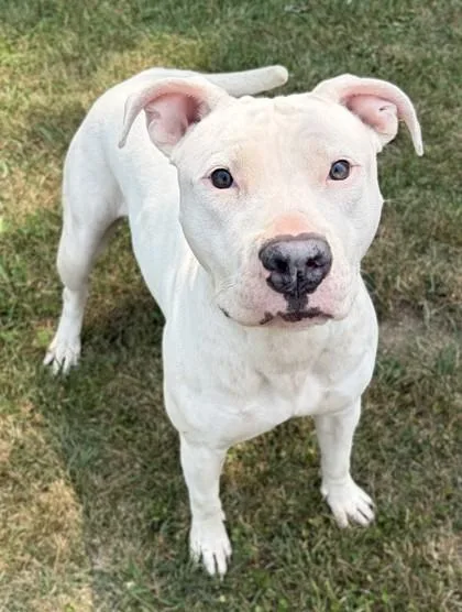 An adult large-sized female Pit Bull Terrier dog named Penny for adoption in Baraboo, WI