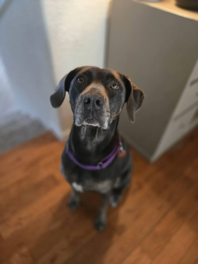 An adult large-sized female Gray / Blue / Silver Labrador Retriever dog named Violet for adoption in Grants Pass, OR