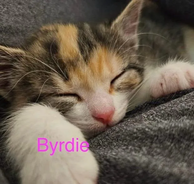 A young small-sized female Calico cat named Byrdie for adoption in New Bern, NC