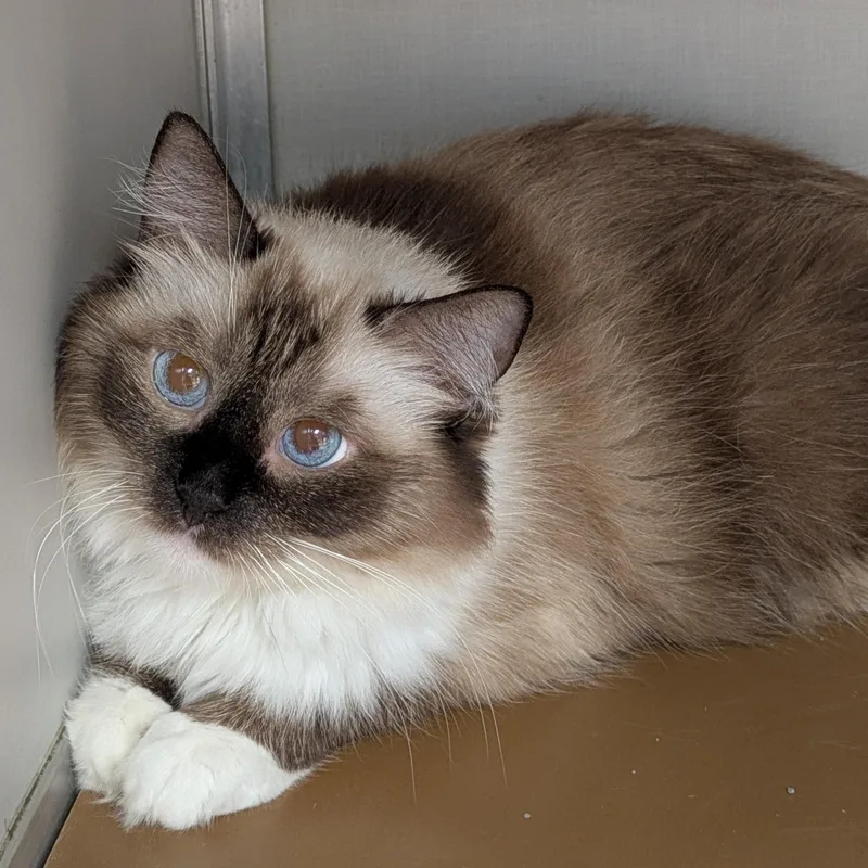 Mitzi