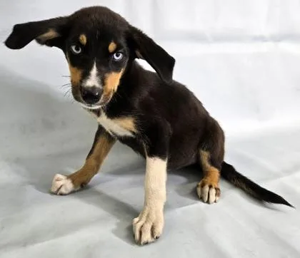 A baby medium-sized female Rat Terrier dog named Flint for adoption in Morton Grove, IL