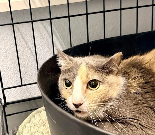 An adult medium-sized female Calico Domestic Short Hair cat named Sweetness for adoption in Winter Haven, FL