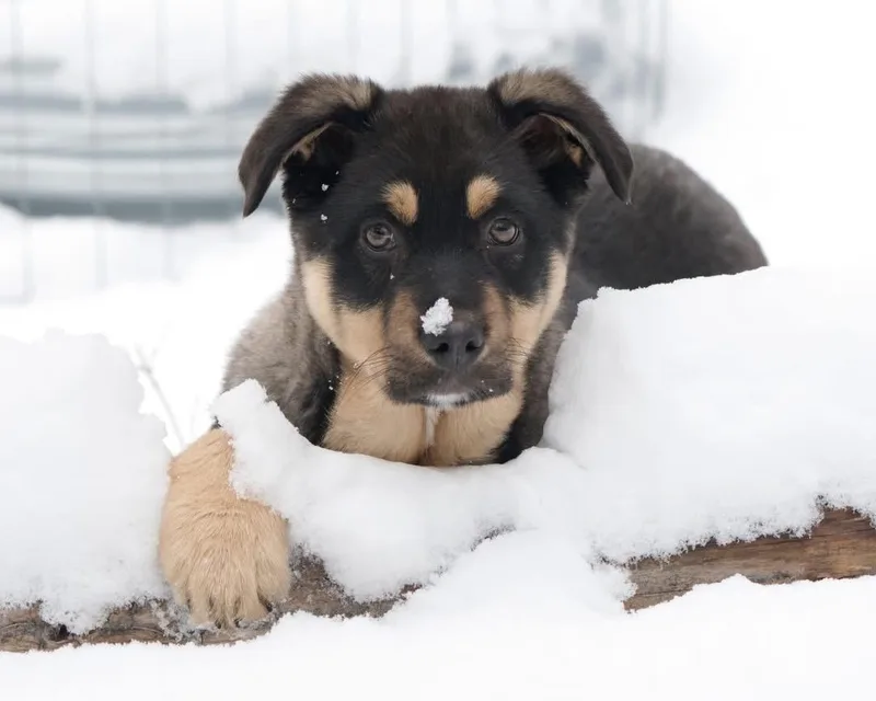 A baby large-sized female Black Labrador Retriever dog named Kai for adoption in Polson, MT