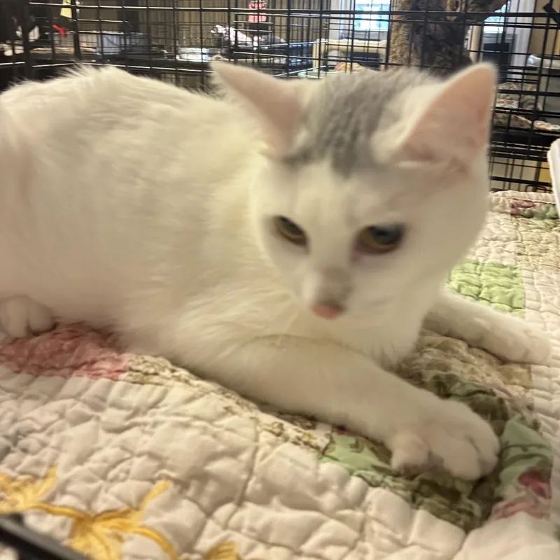 An adult medium-sized female White Domestic Short Hair cat named Blink for adoption in Pennsville, NJ