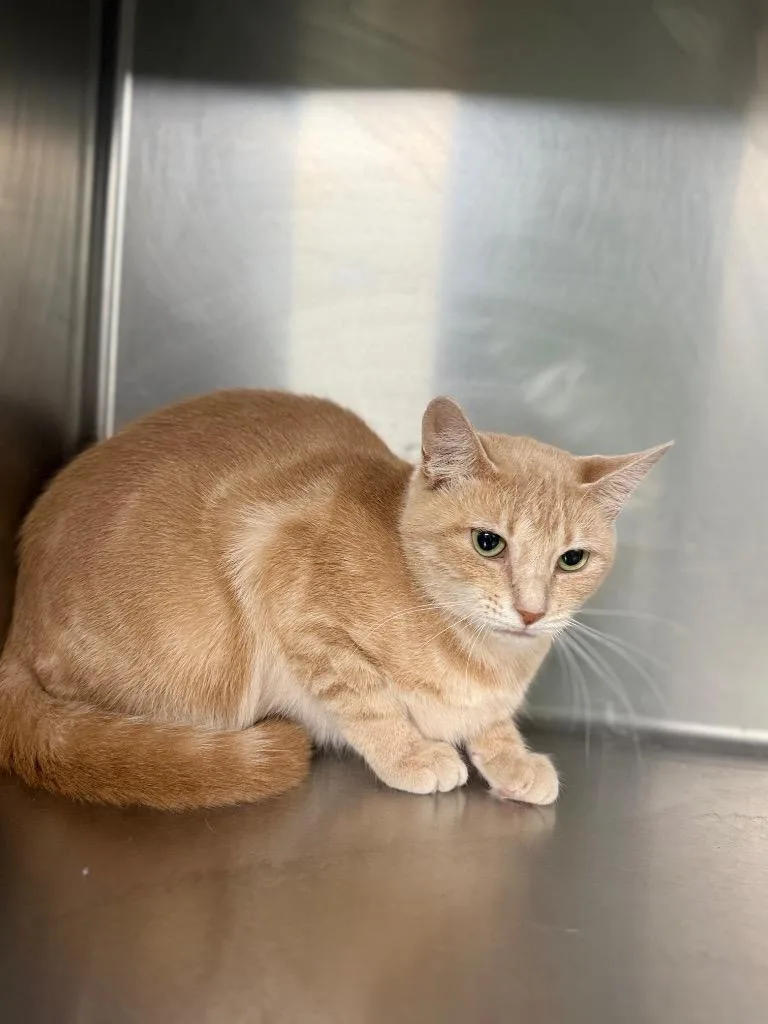 A young medium-sized female Domestic Short Hair cat named Cleo for adoption in Waverly, TN