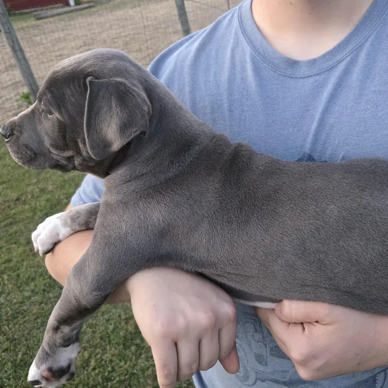 A baby large-sized male Gray / Blue / Silver Catahoula Leopard Dog dog named Tanner for adoption in Sheridan, AR