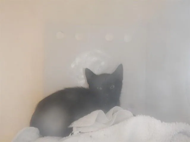 A baby small-sized female Domestic Short Hair cat named Brutus for adoption in San Jose, CA