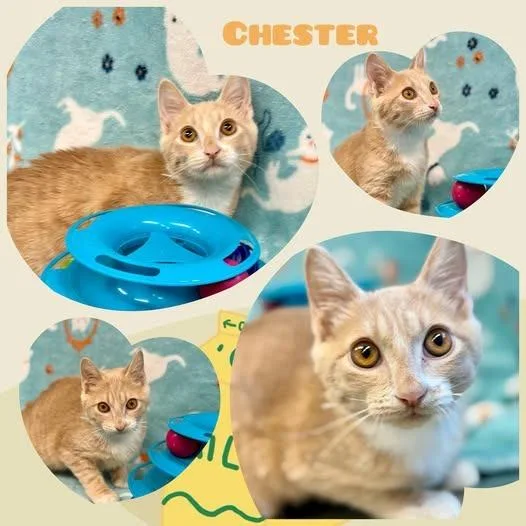Chester