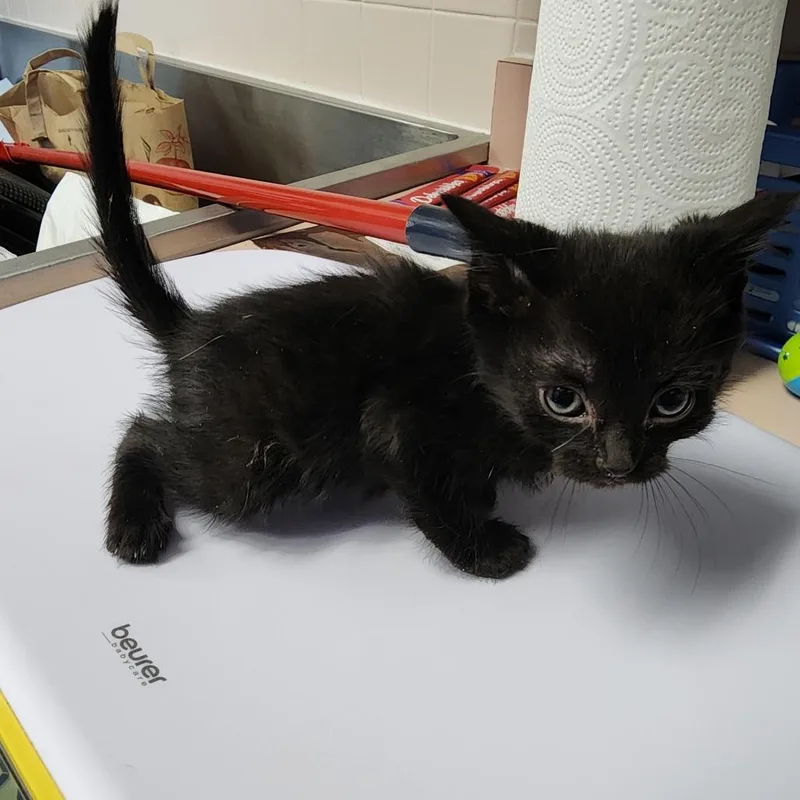A baby small-sized male Black Domestic Short Hair cat named Truffle for adoption in Dixon, IL
