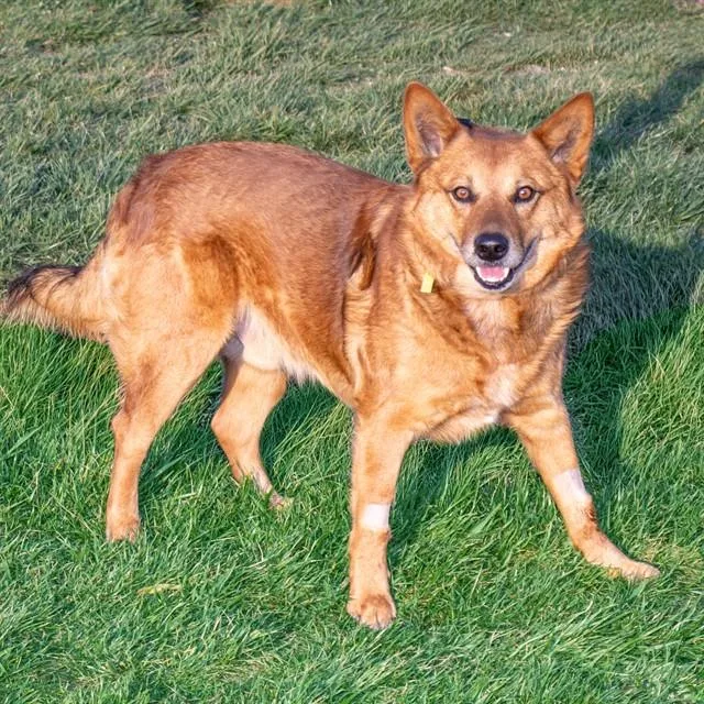 An adult large-sized male Australian Cattle Dog / Blue Heeler dog named Tiny for adoption in St. Louis, MO