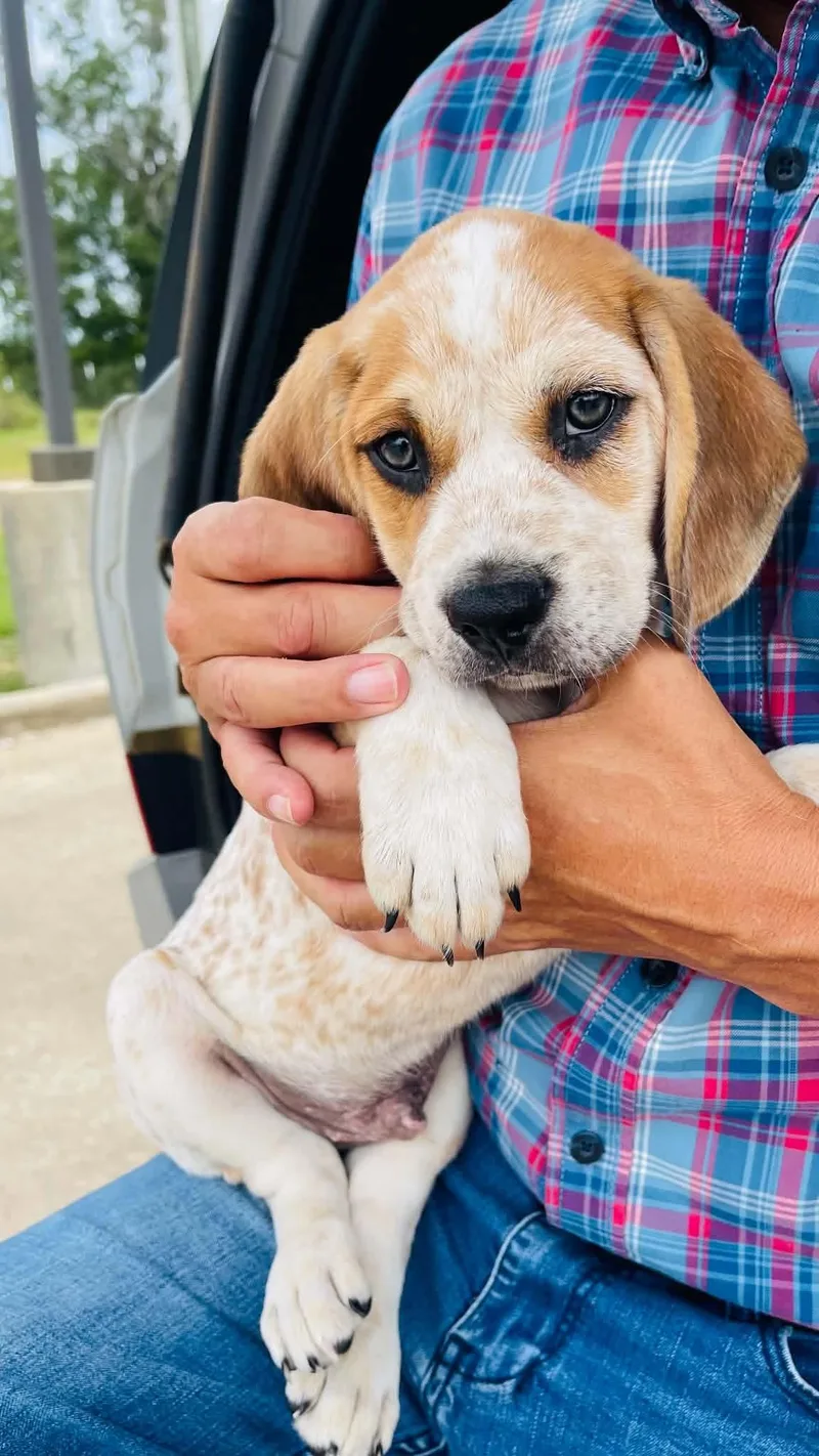 A baby medium-sized male Yellow / Tan / Blond / Fawn Bluetick Coonhound dog named Snickers for adoption in Blairstown, NJ