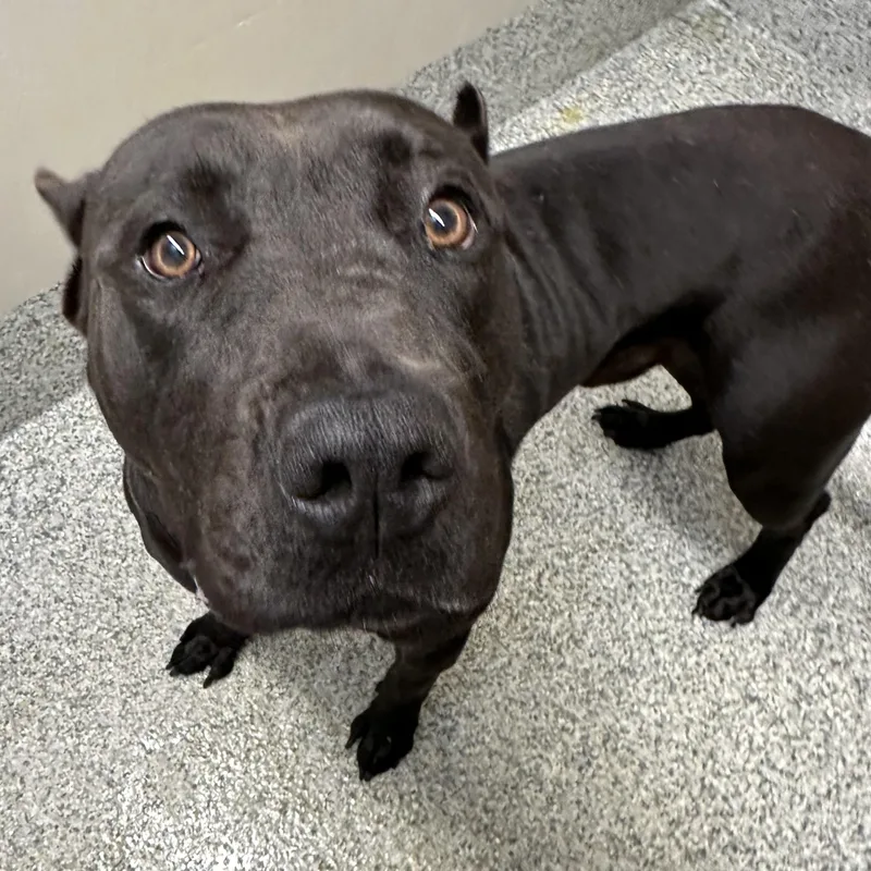 A young large-sized male Black Presa Canario dog named Ghost for adoption in Manassas, VA
