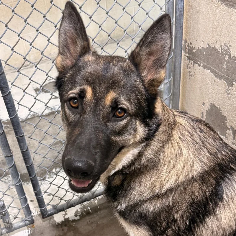 A young large-sized male Brown / Chocolate German Shepherd Dog dog named Max for adoption in Evansville, IN