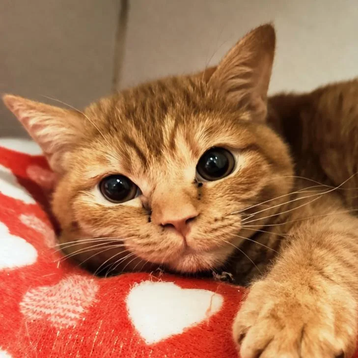 A young medium-sized male Orange / Red Extra-Toes Cat / Hemingway Polydactyl cat named Crescent for adoption in Brighton, MO