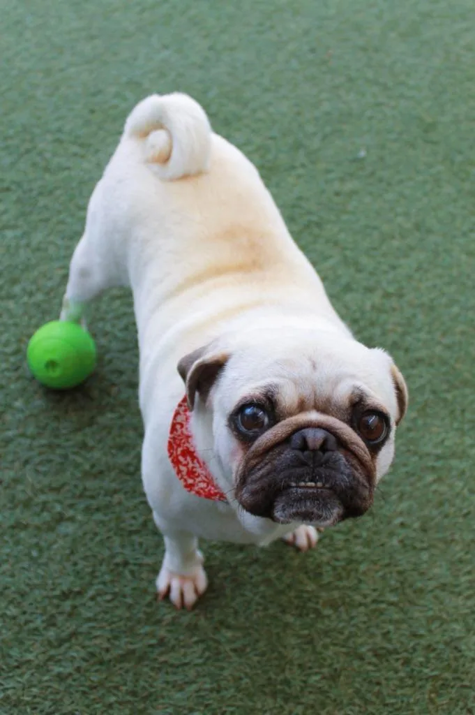 An adult small-sized female Pug dog named Halo for adoption in Gardena, CA