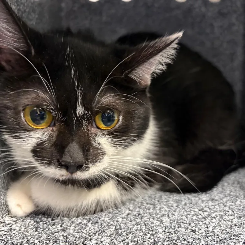 A young medium-sized female Black Domestic Short Hair cat named Wren for adoption in Greenville, SC