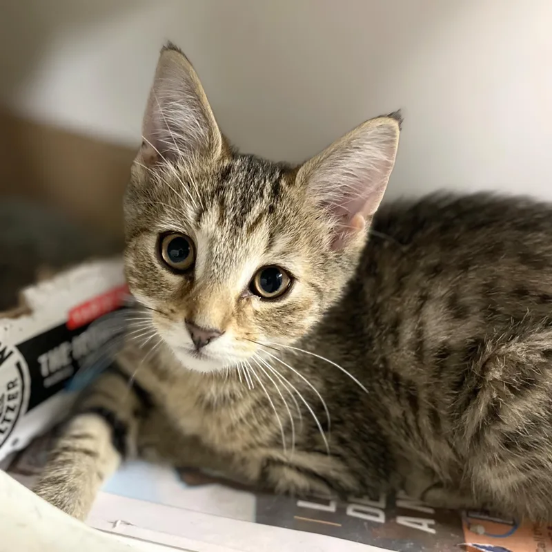 A baby medium-sized female Tabby (Brown / Chocolate) Domestic Short Hair cat named Matcha for adoption in Seville, OH