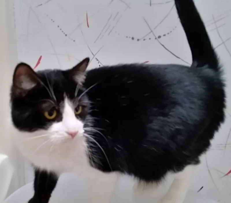 Beauty B thumbnail 3