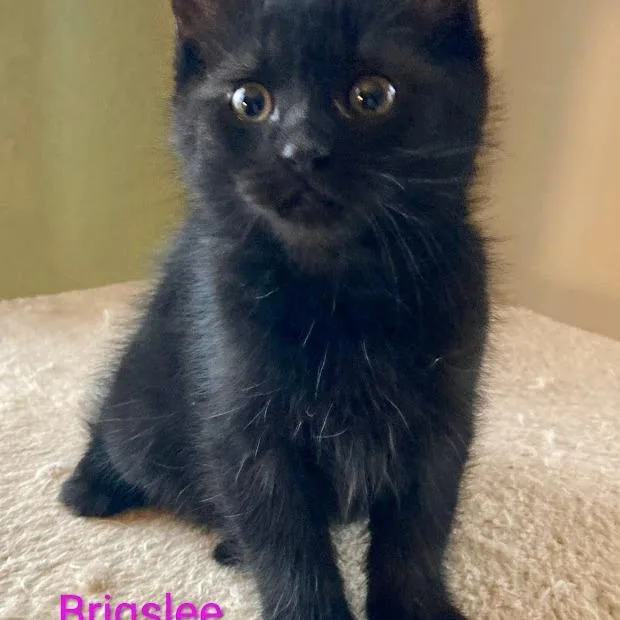 A baby small-sized female Black Domestic Short Hair cat named Brigslee for adoption in Grand Rapids, MN