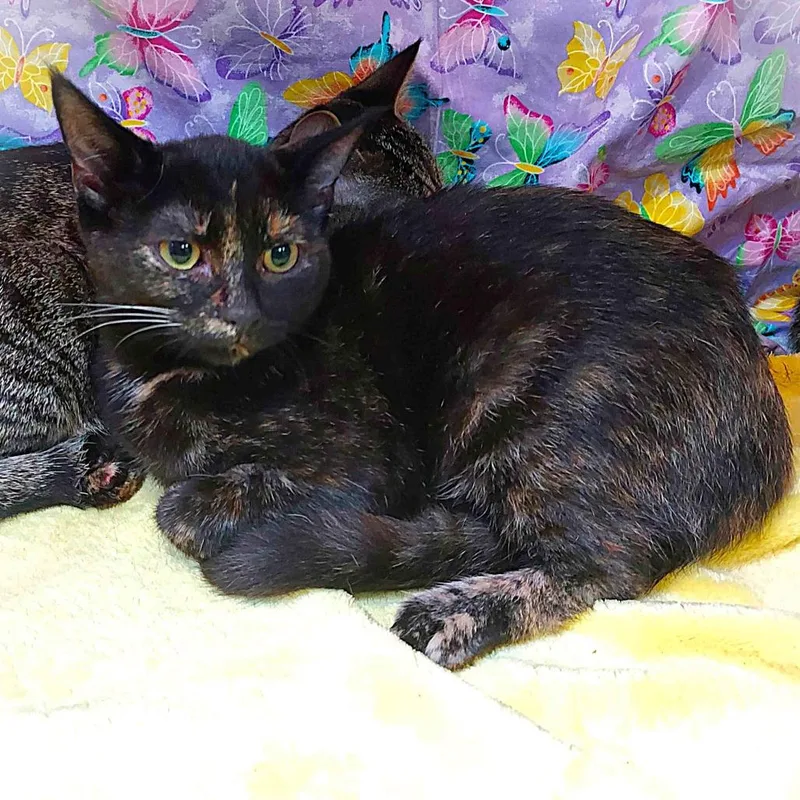 Cindy Brady thumbnail 2