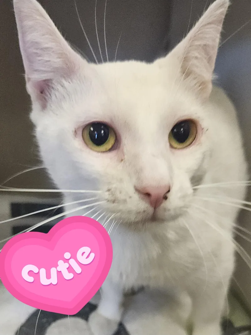 A baby medium-sized male White Domestic Short Hair cat named Monkey for adoption in Orange, CA